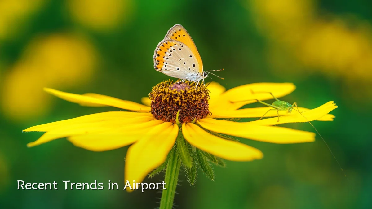 Recent Trends in Airport
