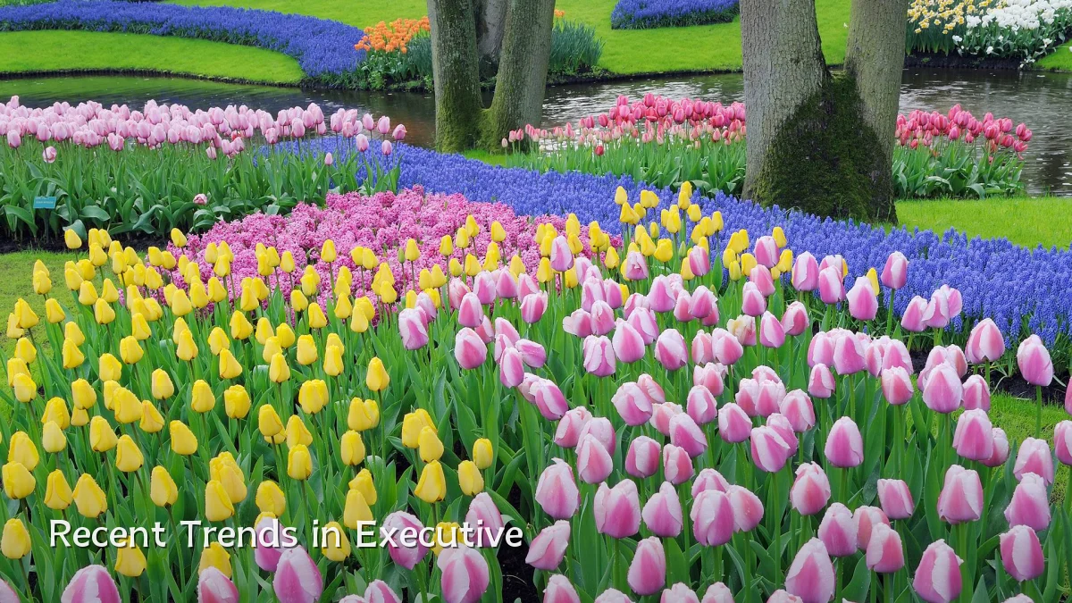 Recent Trends in Executive