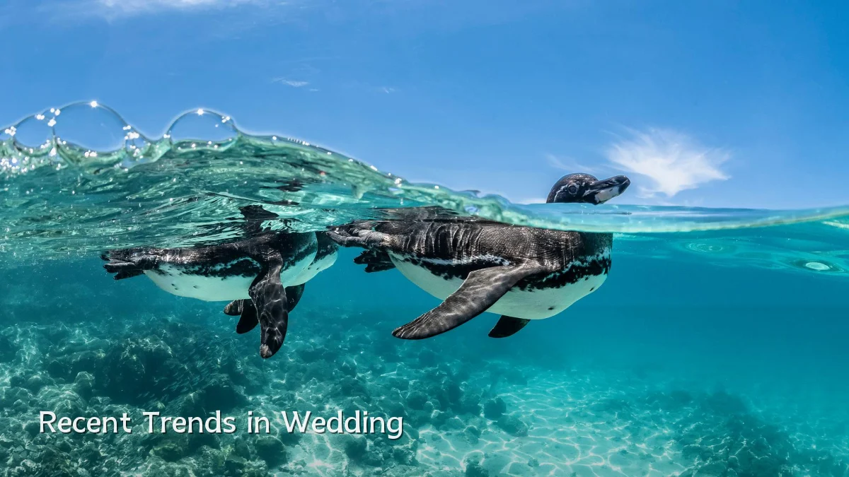 Recent Trends in Wedding