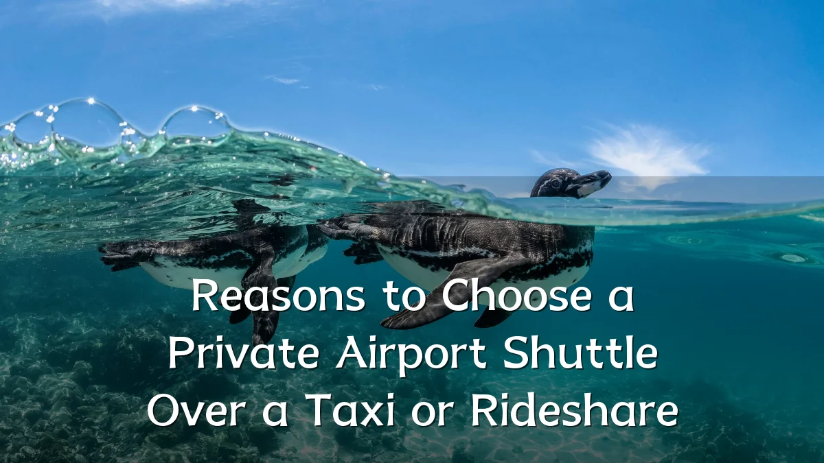 Reasons to Choose a Private Airport Shuttle Over a Taxi or Rideshare