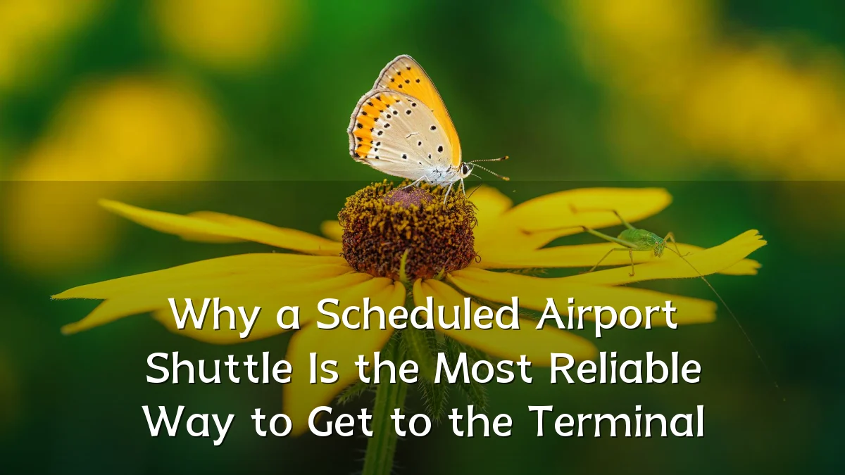 Why a Scheduled Airport Shuttle Is the Most Reliable Way to Get to the Terminal