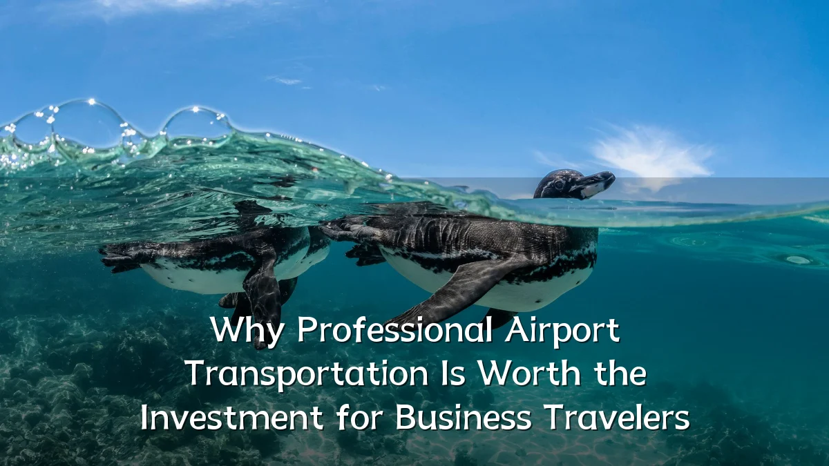 Why Professional Airport Transportation Is Worth the Investment for Business Travelers