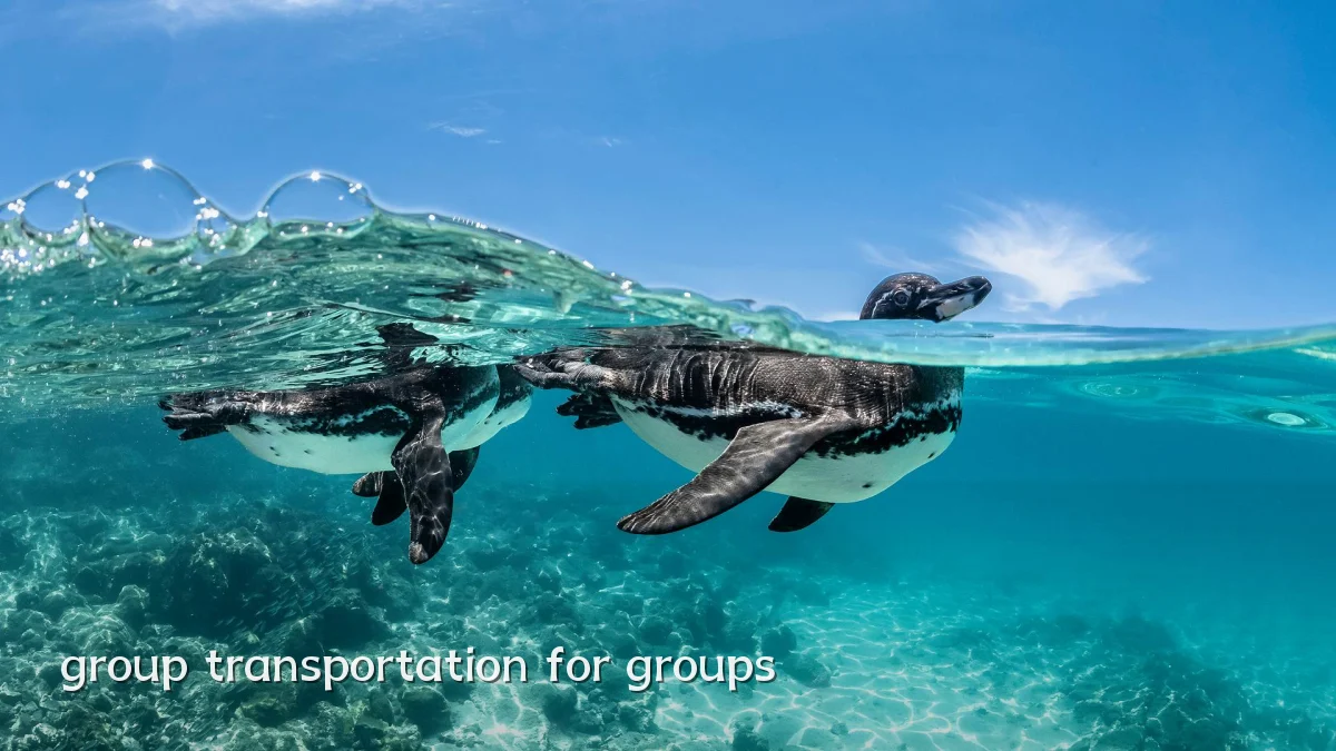 group transportation for groups