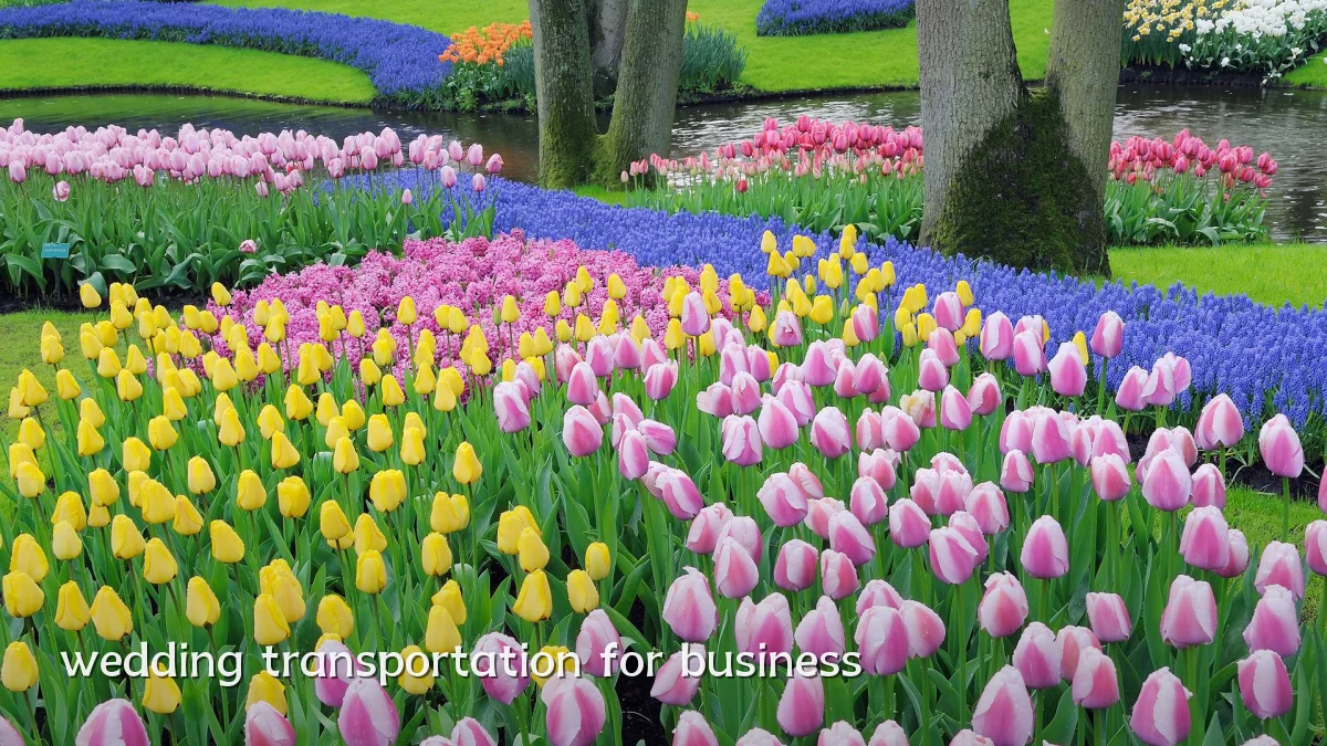 wedding transportation for business