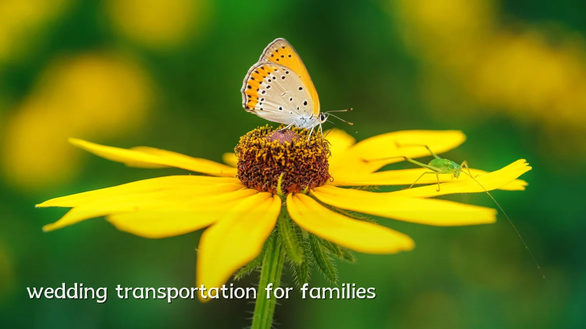 wedding transportation for families