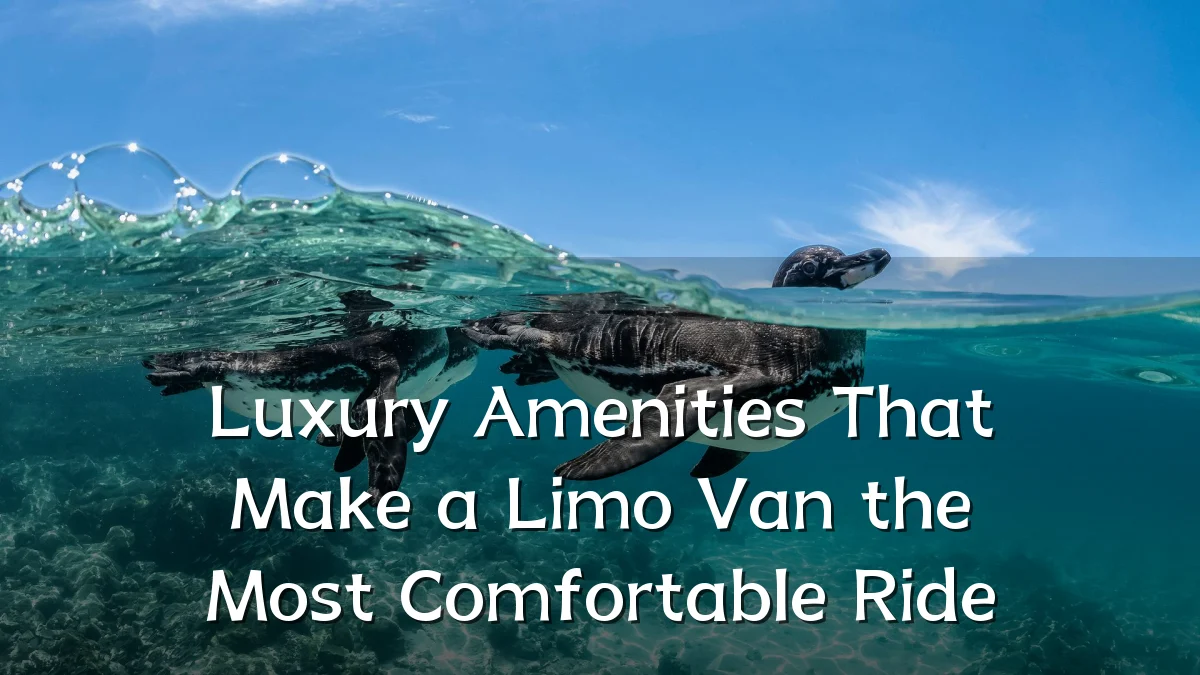 Luxury Amenities That Make a Limo Van the Most Comfortable Ride