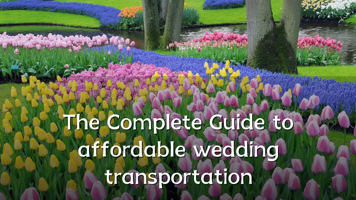 The Complete Guide to affordable wedding transportation