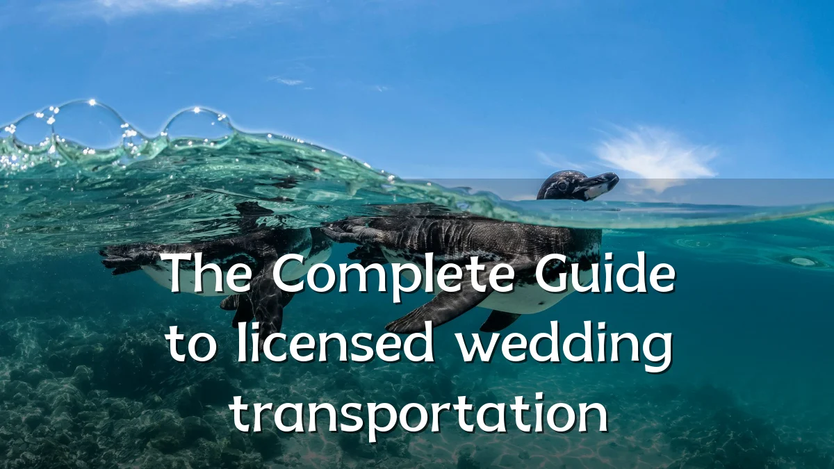 The Complete Guide to licensed wedding transportation
