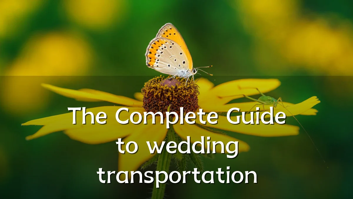 The Complete Guide to wedding transportation