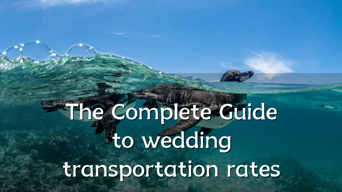 The Complete Guide to wedding transportation rates