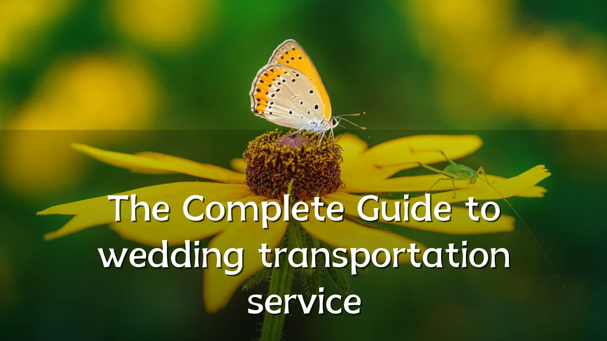 The Complete Guide to wedding transportation service